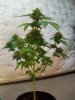 Day 98 Flower Day 51.jpg