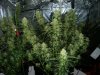 42days flowering @ 12-12 057.jpg