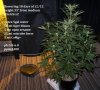 stomper og update 015.jpg