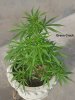 20180418_164427-Green-Crack.jpg