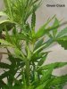 20180418_164509-Green-Crack.jpg