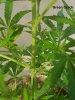 20180418_164446-Green-Crack.jpg