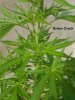 20180418_164432-Green-Crack.jpg