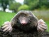 1200px-Close-up_of_mole.jpg