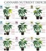 plant nute deficiency chart.2.jpg