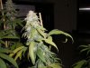 PlatBubKush close-up 4-8.jpg