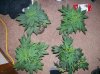 dirtmeds-albums-growop-09-picture50409-top-view-all-plants-before.jpg