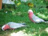 Galahs001.jpg