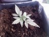 best plant day 15.jpg