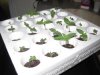 4 Seedlings 6 days.jpg