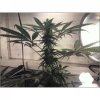 xxacehighxx-albums-indoor-out-april-9th-picture50615-big-plant-cola.jpg