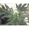 xxacehighxx-albums-indoor-out-april-9th-picture50613-big-plant-top.jpg