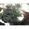 xxacehighxx-albums-indoor-out-april-9th-picture50612-big-plant.jpg