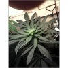 xxacehighxx-albums-indoor-out-april-9th-picture50607-smaller-plant-top-shot.jpg