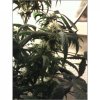 xxacehighxx-albums-indoor-out-april-9th-picture50605-big-plant-buds.jpg