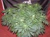 Granny Skunk #4 day 19 (2).JPG