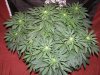 Granny Skunk #4 day 19 (3).JPG