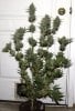 BlueRipper-BX1-P2-Day53-Harvest-1.JPG