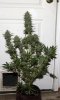 BlueRipper-BX1-P6-Day53-Harvest-1.JPG