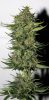 BlueRipper-BX1-P6-Day53-Harvest-2.JPG