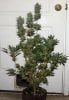 BlueRipper-BX1-P4-Day53-Harvest-1.JPG