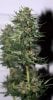 BlueRipper-BX1-P4-Day53-Harvest-2.JPG