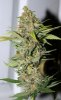 ColumbianRipper-F1-P2-Day53-Harvest-2.JPG