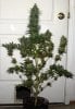 ColumbianRipper-F1-P1-Day53-Harvest-1.JPG