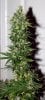 ColumbianRipper-F1-P1-Day53-Harvest-2.JPG