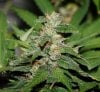 ColumbianRipper-F1-P1-Day53-Harvest-3.JPG