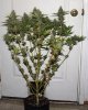 ColumbianRipper-F1-P4-Day53-Harvest-1.JPG