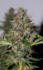 ColumbianRipper-F1-P4-Day53-Harvest-2.JPG