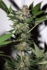 BlueRipper-BX1-P3-rks-Day55-Harvest-2.JPG