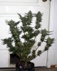 BlueRipper-BX1-P3-rks-Day55-Harvest-1.JPG