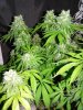 dominion skunk #8 day 54 (1).JPG