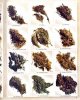 high-times-top-strains-1977-sm.jpg