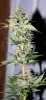 ColumbianRipper-F1-P6-Day53-Harvest-2.JPG