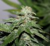 BRxBP-F1-P4-Harvest-Day49-3.JPG