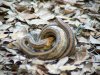 corn snake 2.jpg