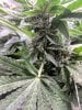 061518_Bud_Closeup.jpg