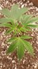 Dark Heart Nursery Chemdawg 4 6-25 #1.jpg