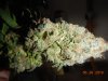 mj blueberry 004.JPG