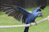 macaw.jpg