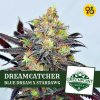 dreamcatcher-blue-dream-stardawg-greenpointseeds (1).jpg