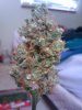 new harvest bud porn3.jpg