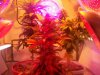 day 29 flowering nightshade la confidential 004.jpg