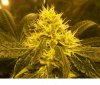 dikncider-albums-ak47-1st-indoor-grow-picture51250-top-cola-biggest-ak-32.jpg