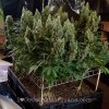 72-scrogging-pruning-marijuana-screen.jpg