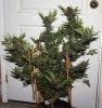 ColumbianGold-P1-Day51-Harvest-1.JPG