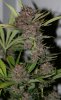 ColumbianGold-P1-Day51-Harvest-2.JPG